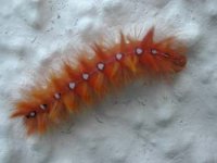 Sycamore Moth Caterpillar.JPG