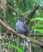 Slaty Antshrike.jpg