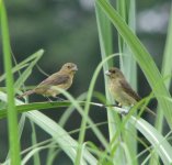 female Variable Seedeaters.jpg