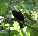 Purple-throated Fruitcrow.jpg