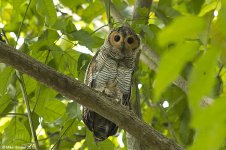 spottedWoodOwl.jpg