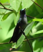 Blue-chested Hummingbird.jpg