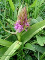Northern Marsh Orchid.jpg
