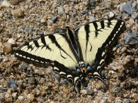 SwallowTail.jpg