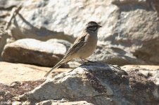 rockbunting2.jpg