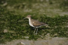 common sandpiper D3s 2x orig_DSC1080.jpg