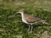 common sandpiper D3s 2x crop_DSC1080.jpg