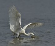 little egret feed D3s 2x_DSC1934.jpg