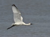 bf spoonbill juv flight D3s _DSC2195.jpg