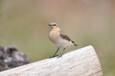 Thursley Common Northern Wheatear 1.jpg