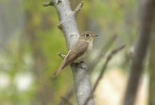 Asian Brown Flycatcher.jpg