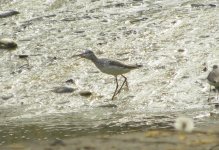 Common Greenshank 1.jpg