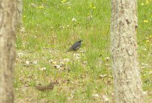 Siberian Thrush.jpg