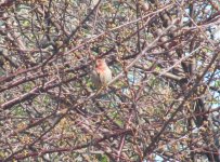 House Finch.jpg