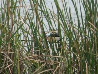 Little_Bittern_QdeL_130410a.jpg