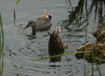 Gadwall_QdeL_130410a.jpg