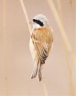 Chinese Penduline Tit.jpg