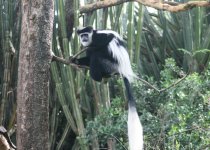 Colobus.jpg