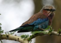 Lilac-breasted Roller II.jpg