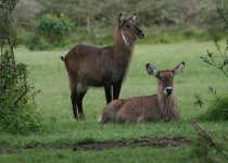 Waterbuck.jpg