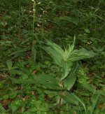 Helleborine 2.jpg