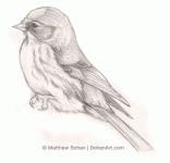 redpoll.gif