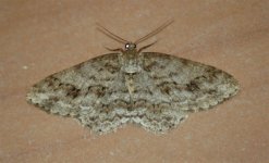 Engrailed.jpg