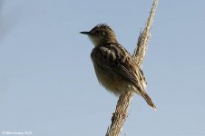 cisticola.jpg