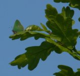 Green hairstreak Mouehold 19 May 2010.JPG