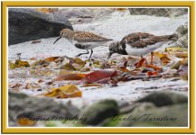 dunlin turnstone.jpg