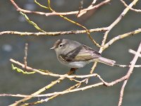 IMG_5927_Bonelli's Warbler.jpg