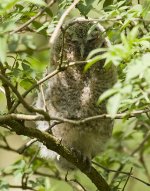 Tawny Owlet 2.jpg
