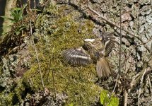 Treecreeper.jpg