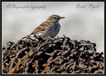 rock pipit.jpg