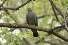 woodpigeon.jpg