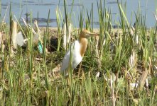 Cattle Egret.jpg