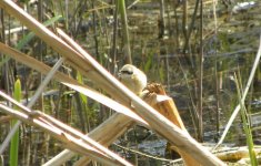 Chinese Penduline Tit.jpg