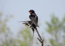 Barn Swallow.jpg