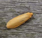 Orange Footman 19 May.jpg