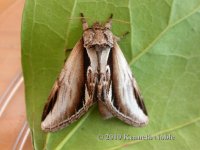 lesser swallow prominent ex9656 (800).JPG