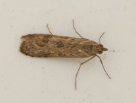 Nomophila noctuella Rush Veneer 31 May.jpg