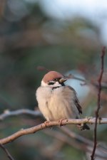 treesparrow_7560.jpg