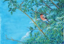 Bullfinch In June Elder.JPG