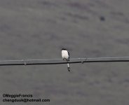 Chinese Grey Shrike.jpg