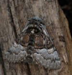 nut-treetussock.JPG