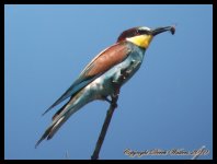 AlgarveBirds2010 013.JPG