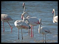 AlgarveBirds2010 004.JPG