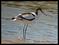 AlgarveBirds2010 003.JPG