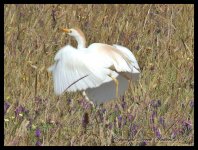 AlgarveBirds2010 020.JPG