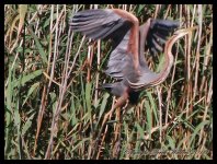 AlgarveBirds2010 007.JPG